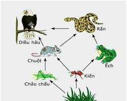 Lưới thức ăn trích từ đề nguồn.