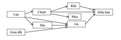 Một lưới thức ăn trong hệ sinh thái nông nghiệp, trích từ hướng dẫn chấm.