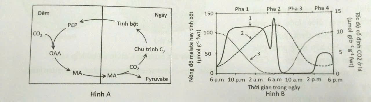 Sơ đồ cố định CO₂ ở thực vật CAM và biến thiên malic acid, tinh bột, tốc độ cố định CO₂ trong ngày.