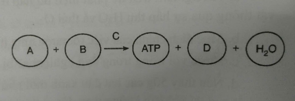 Sơ đồ chuyển hóa A và B, nhờ C tạo ATP, D và nước.
