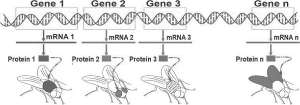 Sơ đồ các gene trên DNA được phiên mã thành mRNA, rồi dịch mã thành các protein tương ứng.