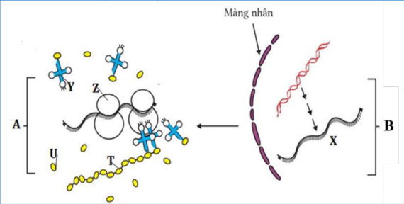 Sơ đồ hai quá trình A, B, màng nhân và các thành phần X, Y, Z, T, U.