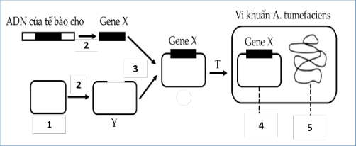 Các bước sử dụng DNA tế bào cho, gene X, thể truyền và vi khuẩn A. tumefaciens, đánh số 1–5.