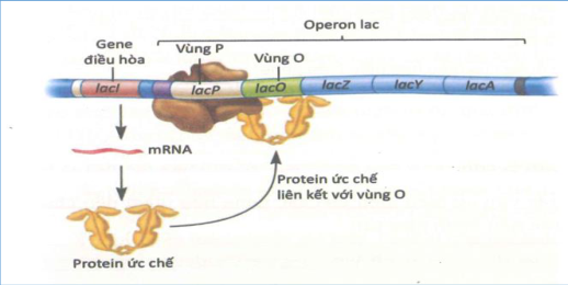 Sơ đồ gene điều hòa lacI, vùng P, vùng O, các gene lacZ–lacY–lacA và protein ức chế.
