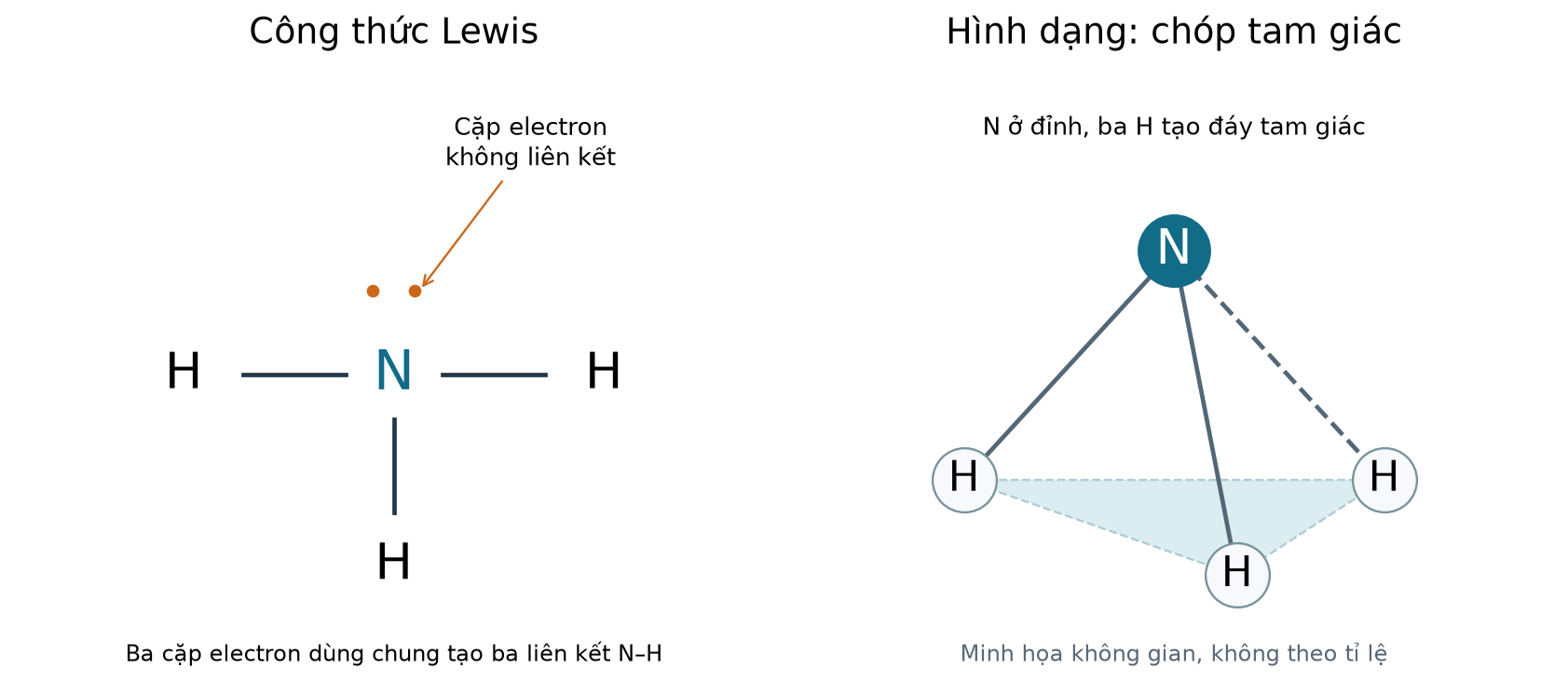Công thức Lewis NH₃ có ba liên kết N–H và một cặp electron riêng trên N; mô hình chóp tam giác với N ở đỉnh, ba H ở đáy.