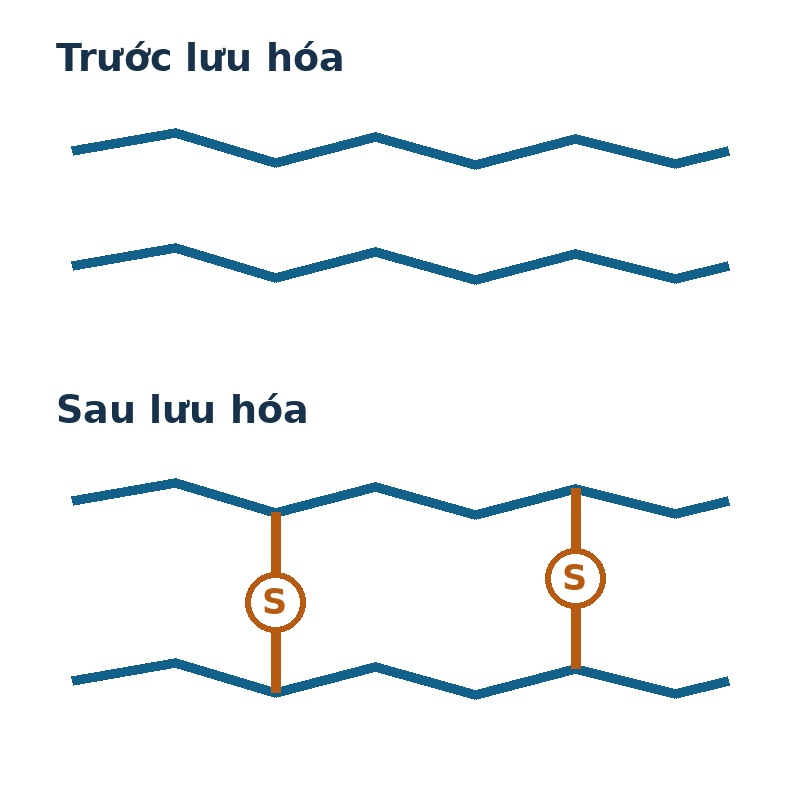 Trước lưu hóa, hai mạch cao su không có cầu nối; sau lưu hóa, các cầu sulfur nối hai mạch.