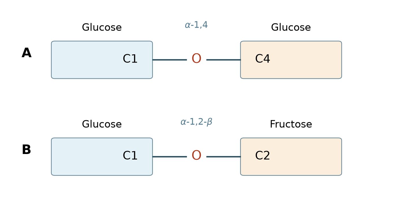 Sơ đồ vị trí nối: A mô tả maltose, B mô tả saccharose; các khung chữ thay cho đơn vị đường, không phải hình dạng phân tử.