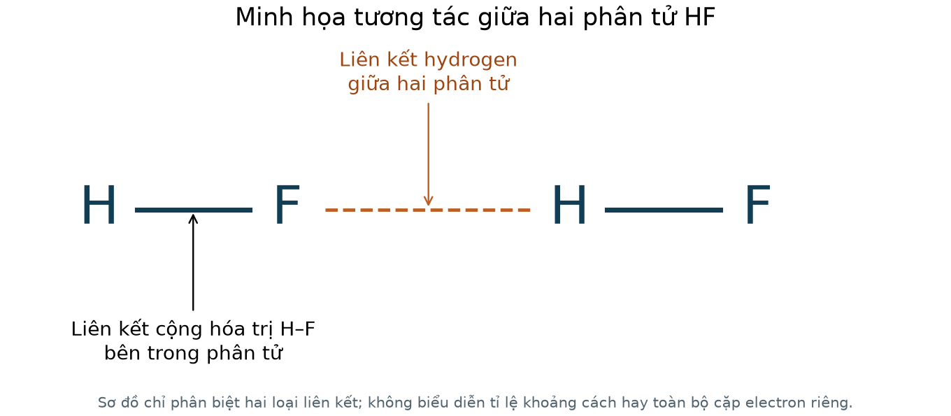 Hai phân tử HF: nét liền H–F là cộng hóa trị, nét đứt F···H là liên kết hydrogen giữa phân tử.