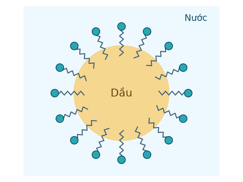 Sơ đồ giọt dầu được bao quanh: đầu ưa nước màu xanh quay ra nước, đuôi kị nước hướng vào dầu; hình không theo tỉ lệ phân tử.