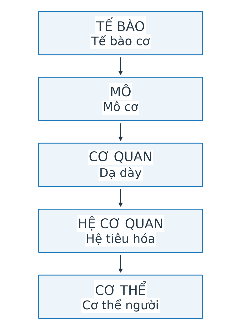Sơ đồ tế bào cơ đến mô cơ, cơ quan dạ dày, hệ tiêu hóa, cơ thể người theo thứ tự cấp tổ chức.