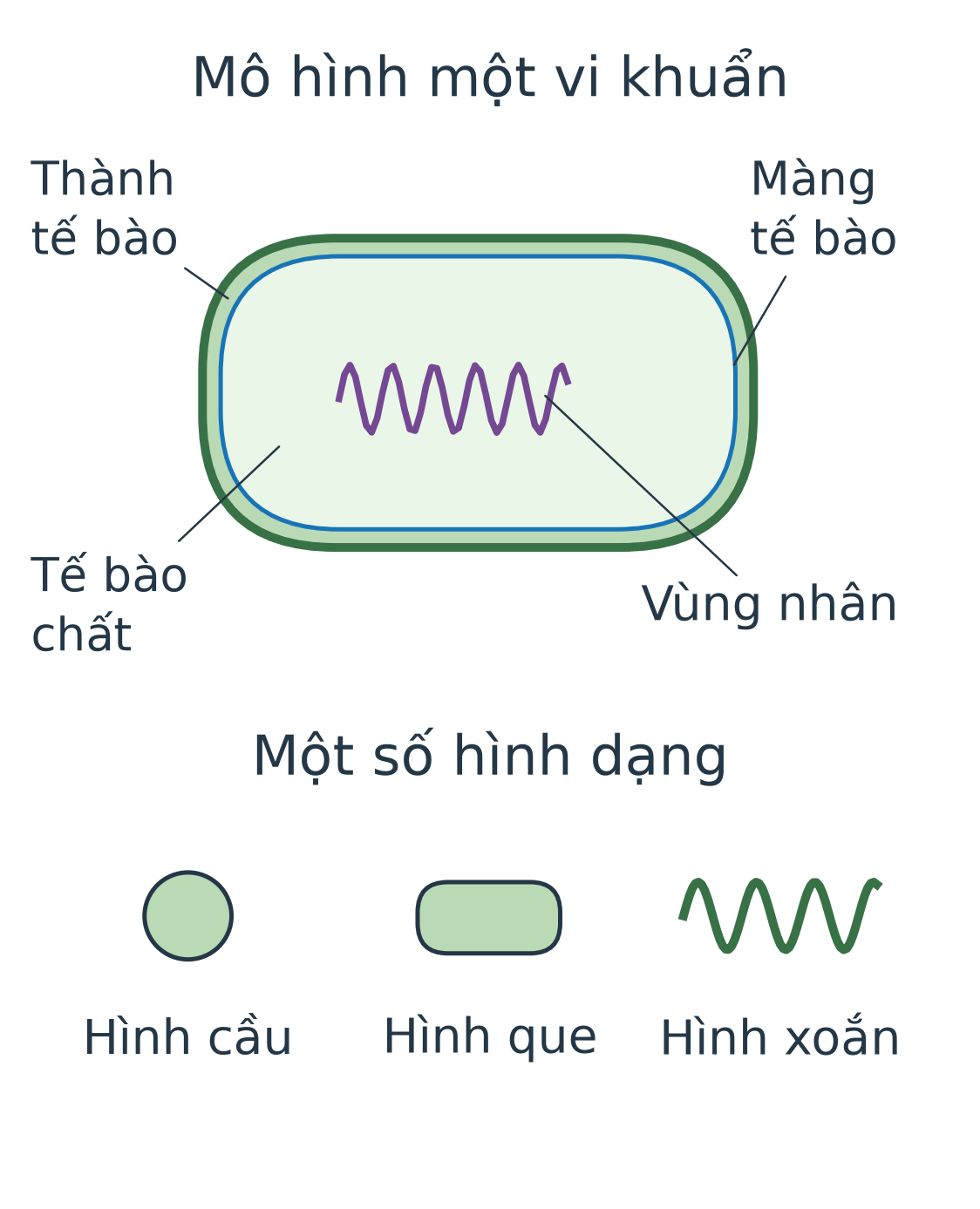 Mô hình tế bào vi khuẩn gồm thành, màng tế bào, tế bào chất và vùng nhân; phía dưới minh họa hình cầu, que, xoắn.
