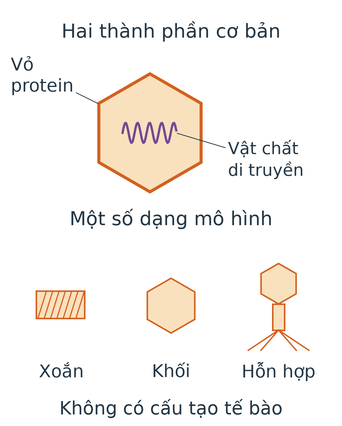 Mô hình virus gồm vỏ protein và vật chất di truyền; minh họa dạng xoắn, khối và hỗn hợp.
