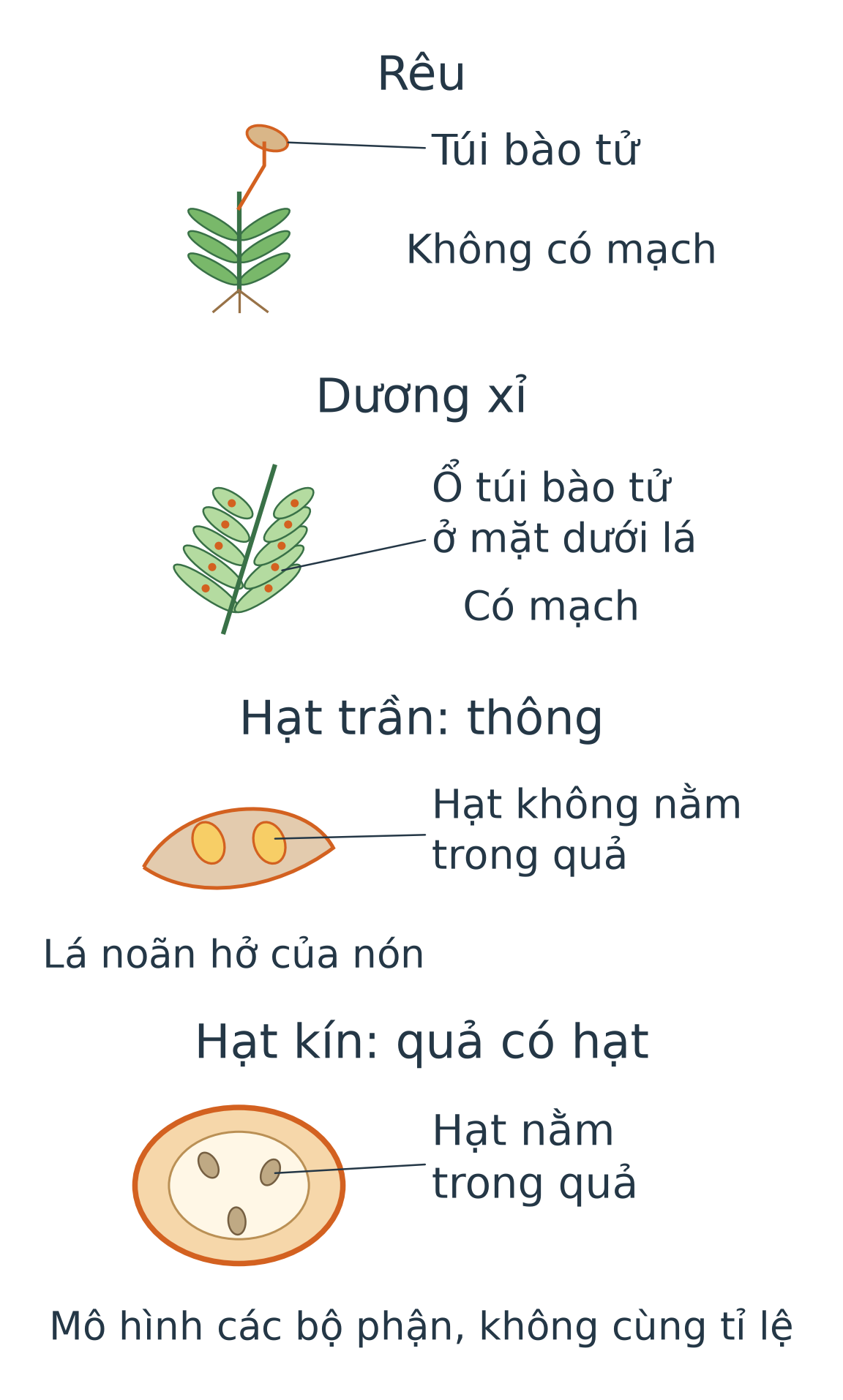 Bốn mô hình dấu hiệu: rêu với túi bào tử, lá dương xỉ có ổ túi bào tử, hạt trên lá noãn hở của thông và hạt trong mặt cắt quả.