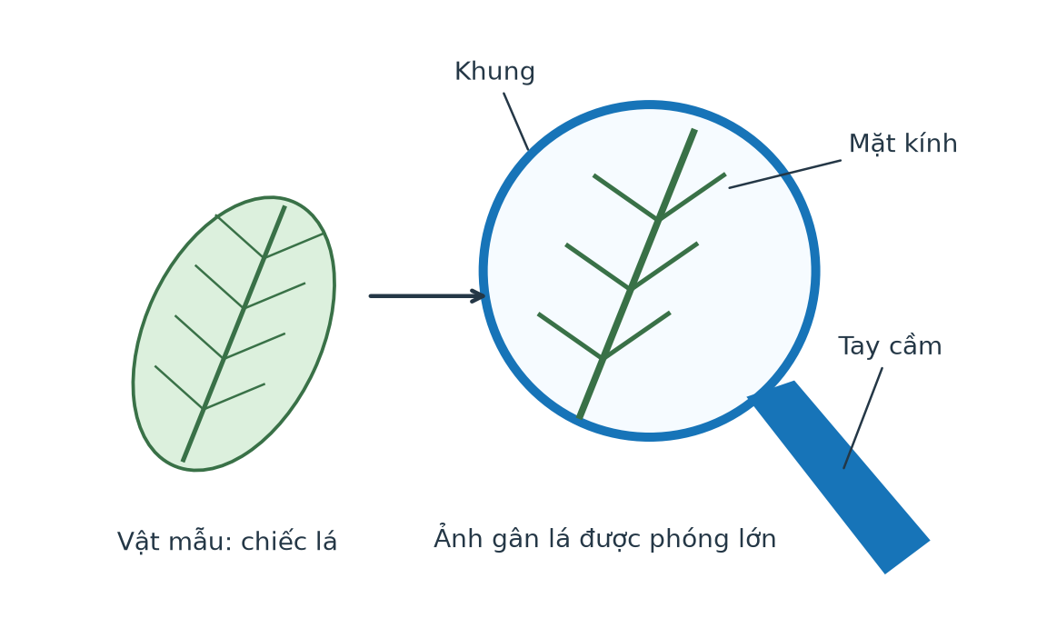 Sơ đồ kính lúp cầm tay với mặt kính, khung và tay cầm; ảnh gân lá minh họa được phóng lớn.
