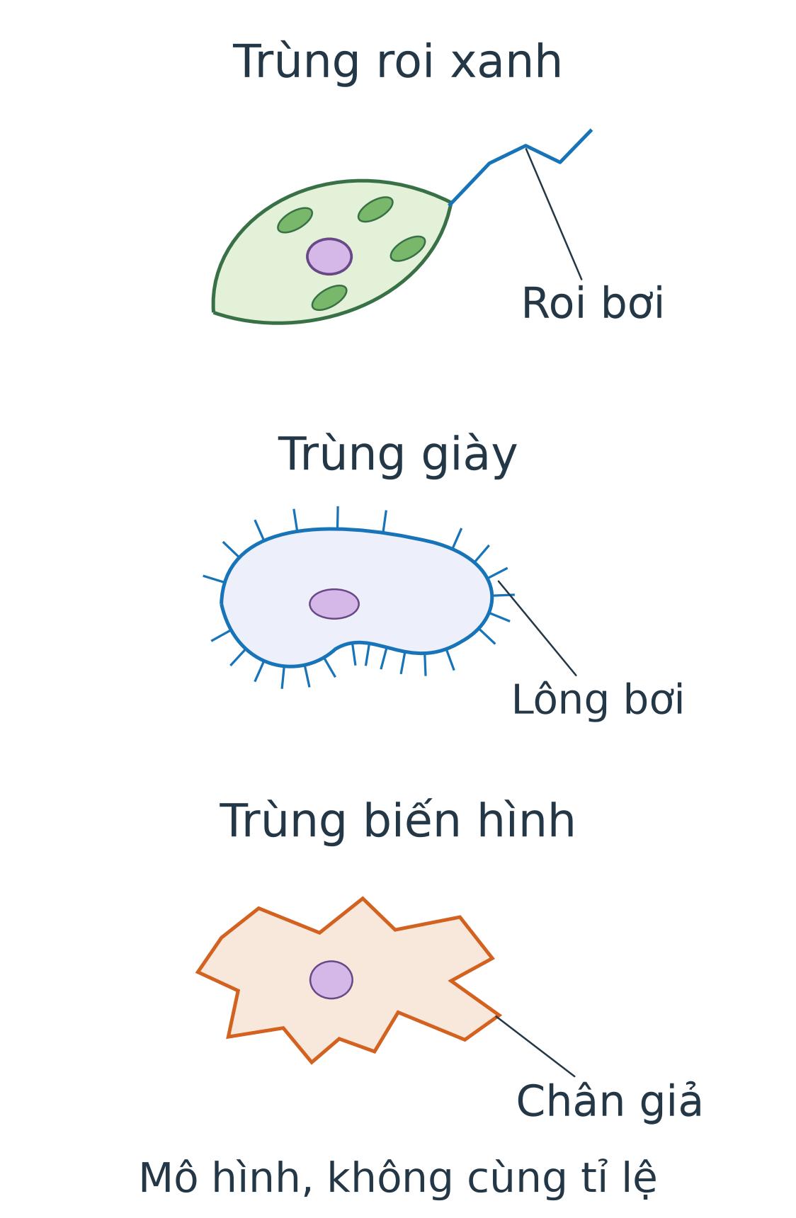 Ba mô hình nguyên sinh vật: trùng roi xanh có roi bơi, trùng giày có lông bơi và trùng biến hình có chân giả.