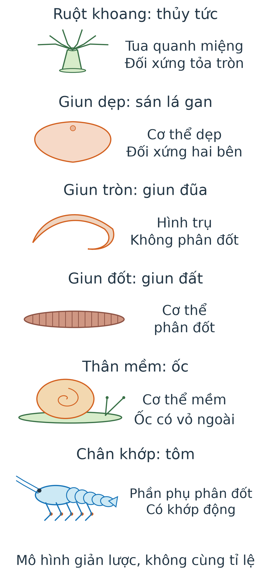 Sáu mô hình: thủy tức có tua quanh miệng, sán lá gan dẹp, giun đũa không phân đốt, giun đất phân đốt, ốc có cơ thể mềm và vỏ, tôm có phần phụ với khớp động.