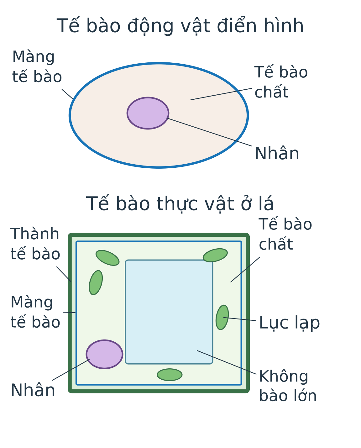 Tế bào động vật điển hình có màng, tế bào chất, nhân; tế bào thực vật ở lá thêm thành tế bào, lục lạp và không bào lớn.