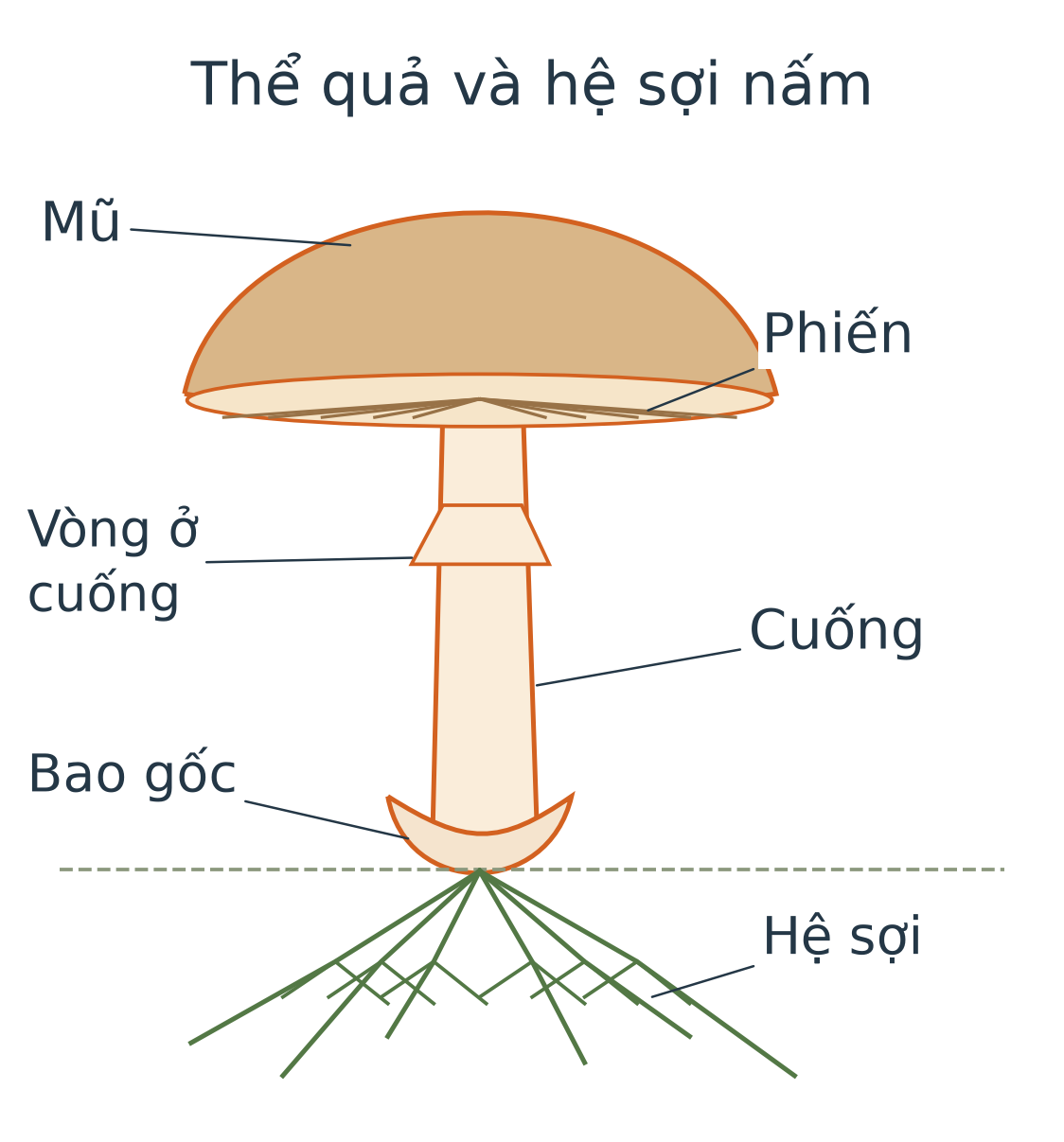 Mô hình nấm có mũ, phiến, vòng ở cuống, cuống, bao gốc và hệ sợi phía dưới nơi sinh trưởng.