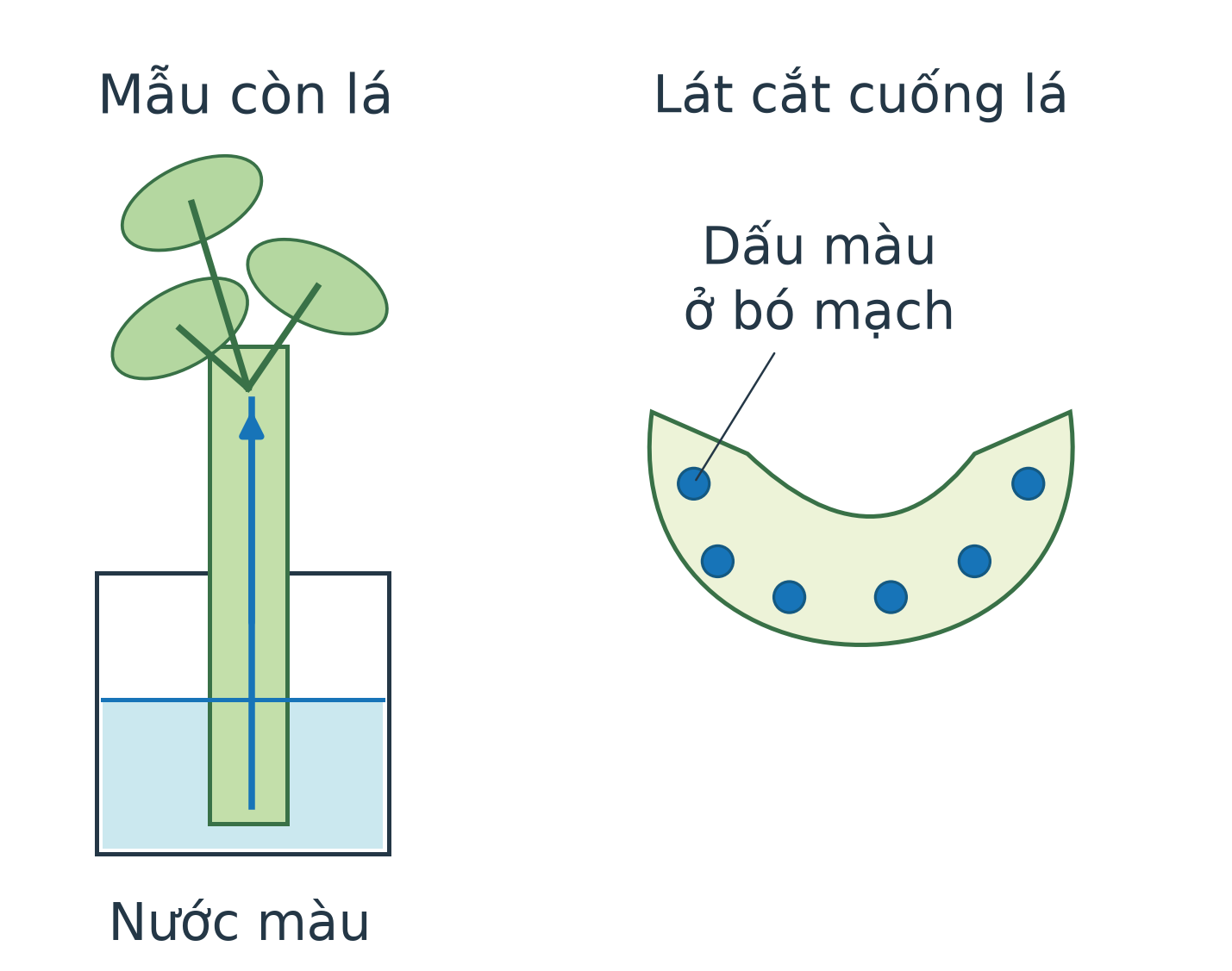 Mô hình một cuống cần tây có lá, đầu cắt trong nước màu; bên cạnh là lát cắt ngang cuống với một số điểm màu ở các bó mạch. Mũi tên đi lên theo cuống.