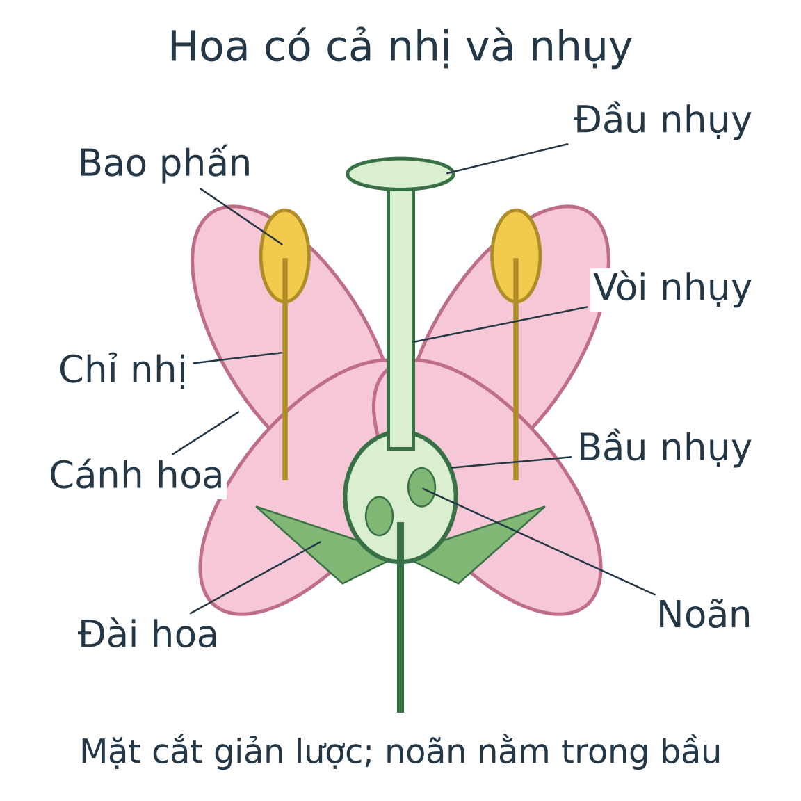 Mô hình cắt dọc hoa lưỡng tính: nhị ở hai bên gồm chỉ nhị, bao phấn; nhụy ở giữa gồm đầu nhụy, vòi nhụy, bầu nhụy; noãn nằm trong bầu. Cánh hoa và lá đài được lược giản, có nhãn riêng.