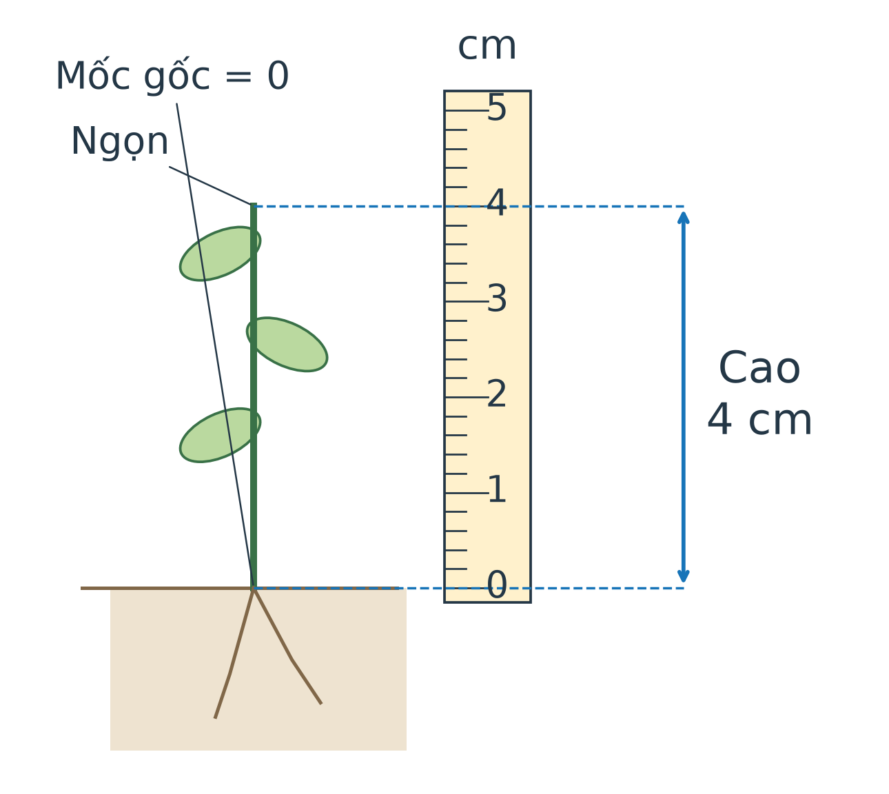 Mô hình cây thẳng cạnh thước từ 0 đến 5 cm: vạch 0 ngang mốc gốc, đường ngang từ ngọn gặp vạch 4 cm. Mũi tên hai đầu chỉ đoạn chiều cao từ gốc đến ngọn, không gồm phần chậu và rễ.