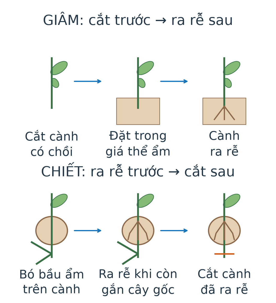 Hai hàng so thứ tự: giâm cành tách cành có chồi trước, đặt vào giá thể rồi ra rễ; chiết cành ra rễ trong bầu khi còn nối cây gốc, sau đó tách cành đã có rễ đem trồng.