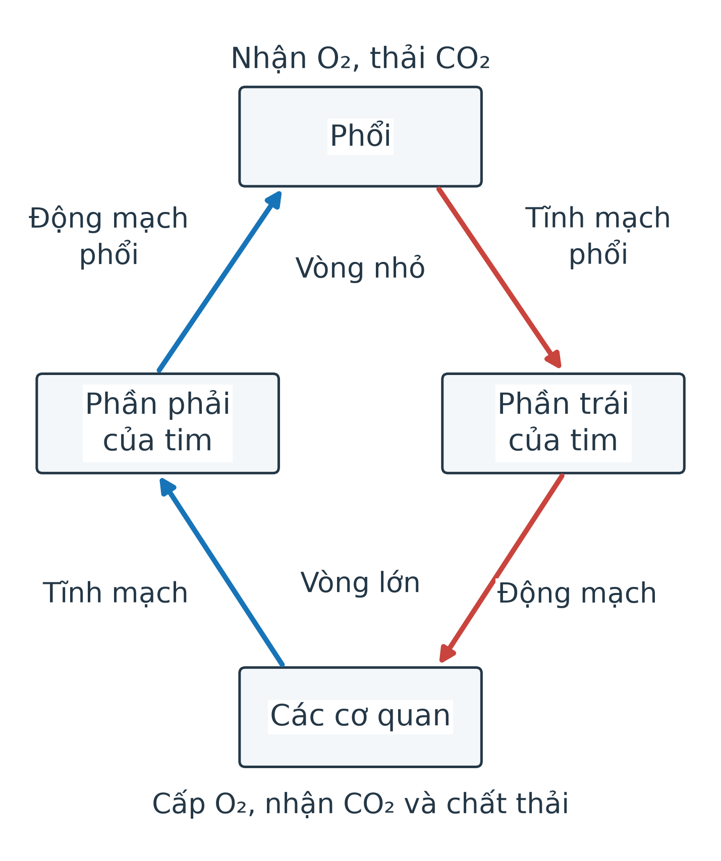 Sơ đồ hai vòng: máu nghèo oxygen từ phần phải tim đến phổi rồi máu giàu oxygen về phần trái tim; từ phần trái tim đến cơ quan rồi máu nghèo oxygen về phần phải tim. Các mũi tên ghi hướng đi và tên động mạch, tĩnh mạch.