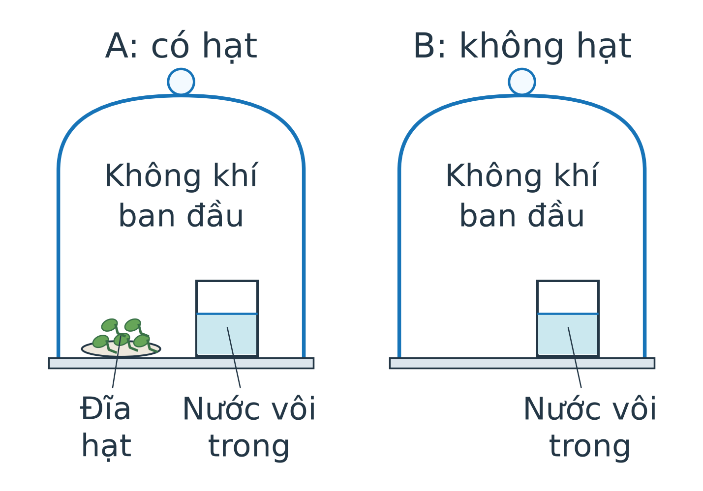 Mặt cắt hai chuông thủy tinh đặt trên tấm đế. Chuông A có đĩa hạt nảy mầm và cốc nước vôi trong; B có cốc cùng lượng nước vôi trong nhưng không có hạt. Cả hai đều chứa không khí ban đầu.
