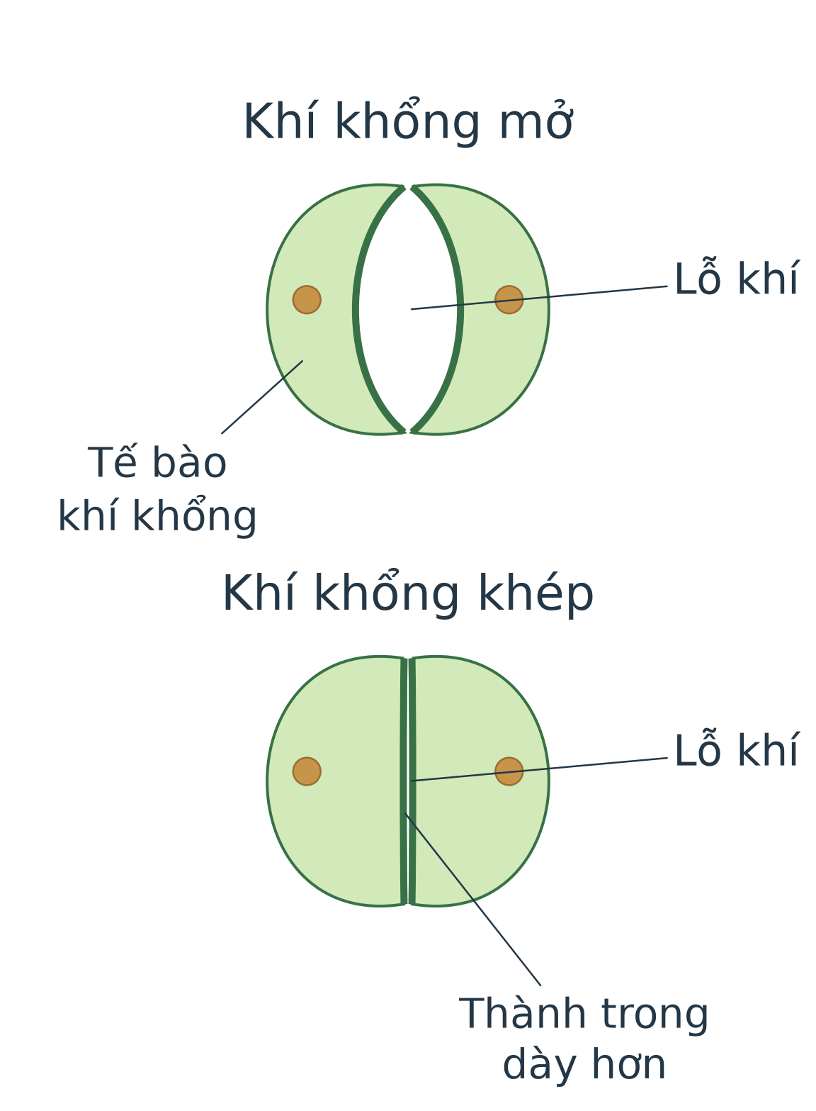 Mô hình khí khổng mở và khép: hai tế bào cong ra làm khe rộng hơn; khi khép, khe nhỏ. Đây là cửa thoát hơi nước chủ yếu ở lá.