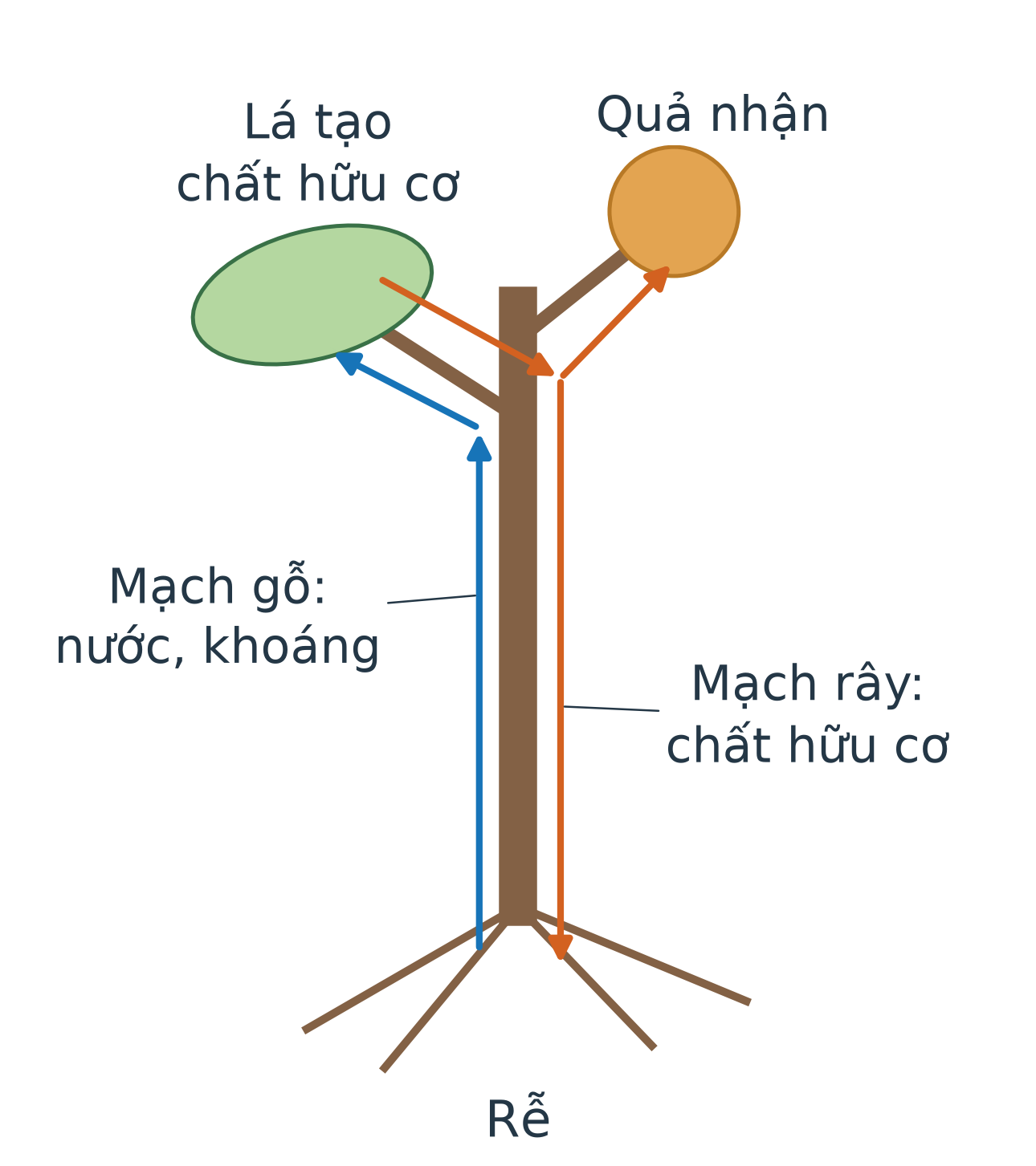 Sơ đồ cây với lá, thân, rễ và quả. Mũi tên mạch gỗ đi từ rễ lên lá; mũi tên mạch rây từ lá tới rễ ở dưới và tới quả ở trên. Các nhãn phân biệt nước, khoáng với chất hữu cơ.