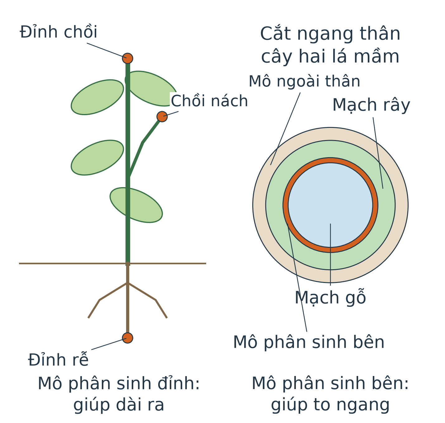 Bên trái: cây có dấu mô phân sinh đỉnh ở đầu chồi chính, đầu chồi nách và vùng đầu rễ. Bên phải: mặt cắt ngang thân cây hai lá mầm, vòng mô phân sinh bên nằm giữa mạch gỗ phía trong và mạch rây phía ngoài; ngoài nữa là mô ngoài thân.