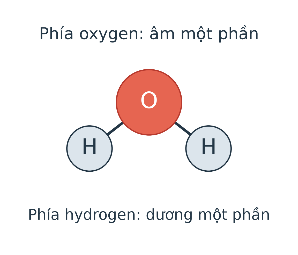 Mô hình một phân tử nước: một O ở trên liên kết với hai H phía dưới, dạng gấp khúc. Phía O được ghi âm một phần, phía hai H ghi dương một phần; toàn phân tử trung hòa điện.