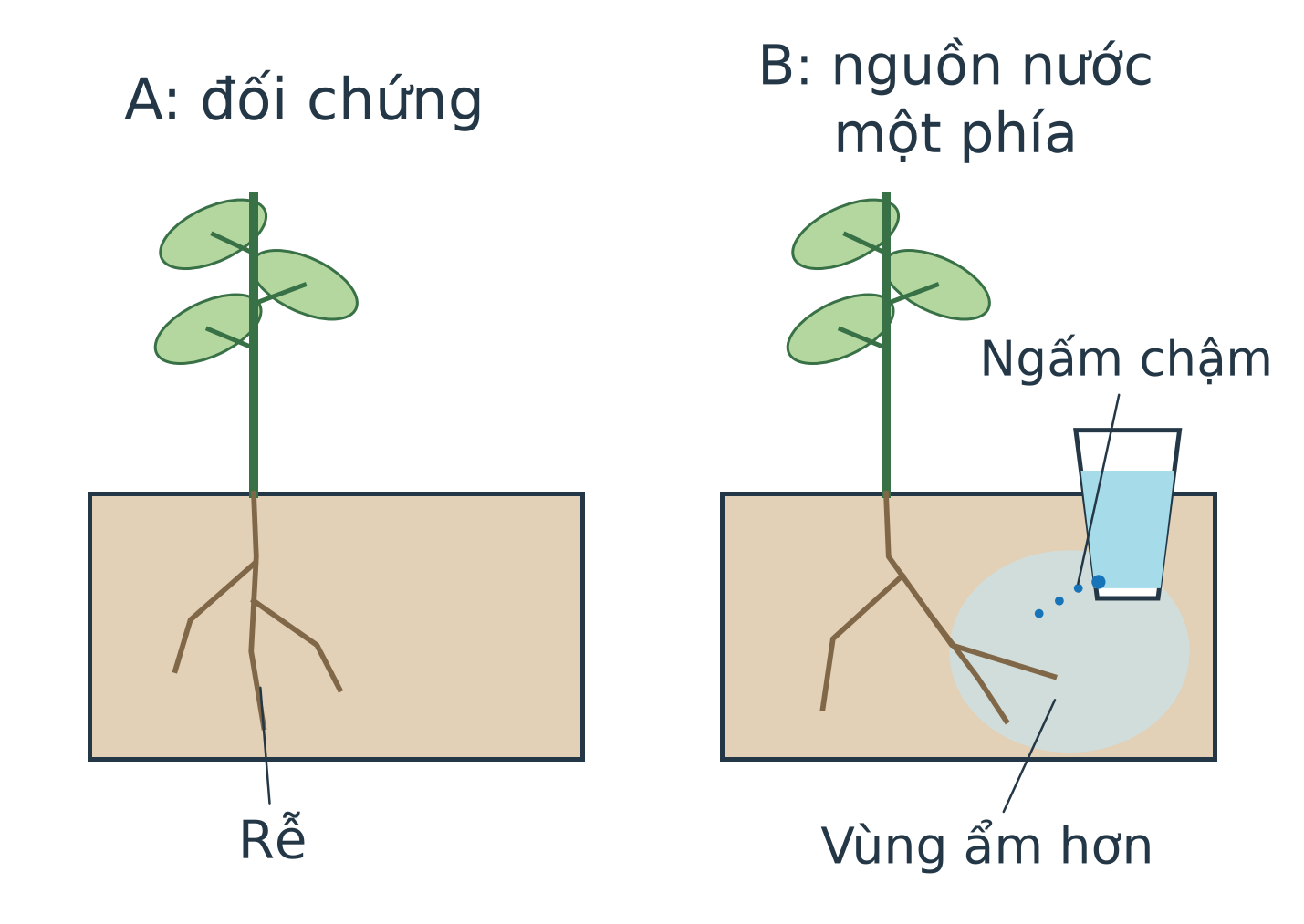 Hai mô hình chậu đất nhìn từ bên: A đối chứng không có nguồn nước lệch phía, B có cốc nước nhỏ bên phải, vùng đất gần cốc ẩm hơn và phần rễ mới phát triển về phía đó.