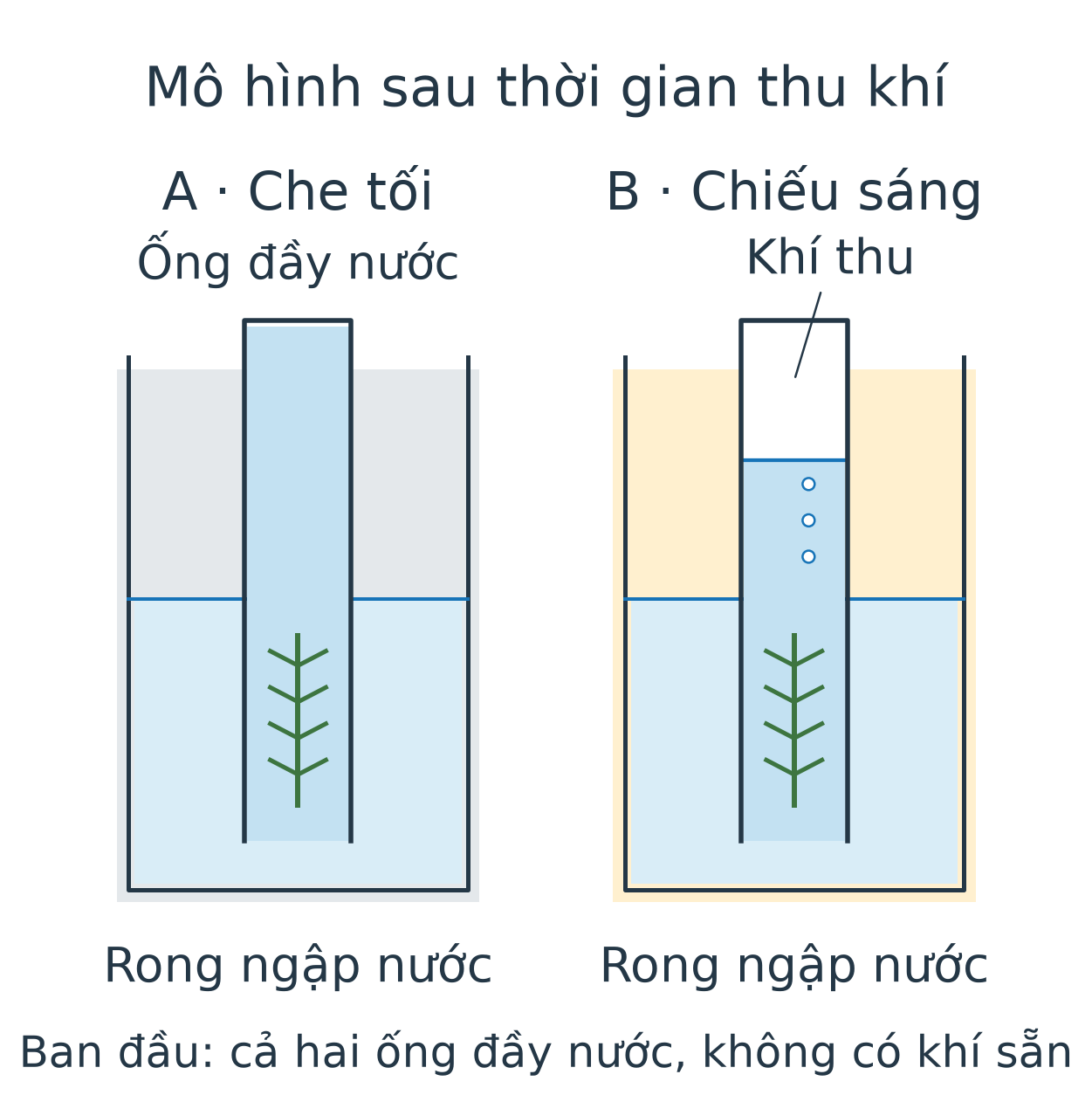 Hai cốc nước có ống nghiệm úp và rong bên trong. A che tối: mô hình không có túi khí phía trên ống. B chiếu sáng: khí tích ở đáy kín phía trên, nước trong ống thấp hơn; rong vẫn ngập nước. Hình là mặt cắt mô hình sau thời gian thu, không phải lúc ban đầu.