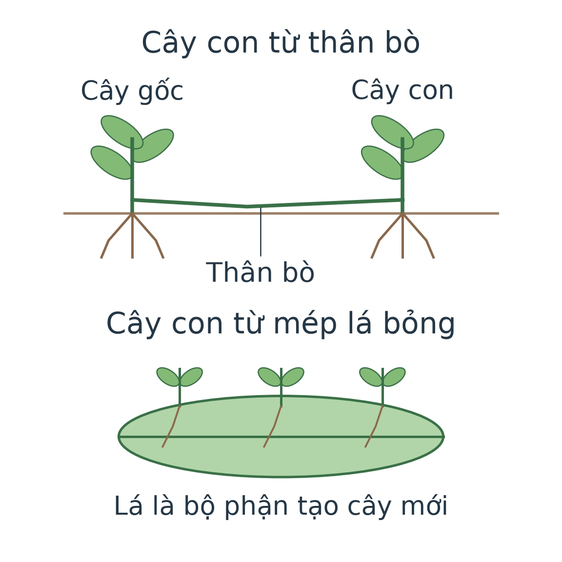 Hai mô hình sinh dưỡng: phía trên cây dâu tây tạo cây con có rễ và lá ở thân bò nối với cây gốc; phía dưới lá bỏng có cây con ở mép lá. Nhãn chỉ đúng thân bò và lá gốc.