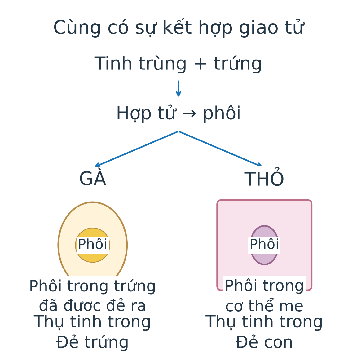 Cùng có tinh trùng kết hợp trứng tạo hợp tử; phôi gà phát triển trong trứng được đẻ ra, phôi thỏ phát triển trong cơ thể mẹ.