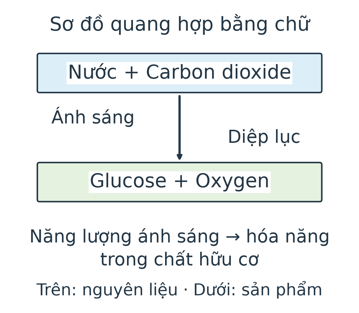 Sơ đồ bằng chữ: nước và carbon dioxide đi vào quá trình quang hợp; glucose và oxygen là sản phẩm. Phía trên ghi ánh sáng, phía dưới ghi diệp lục; hàng cuối ghi ánh sáng chuyển thành hóa năng trong chất hữu cơ.