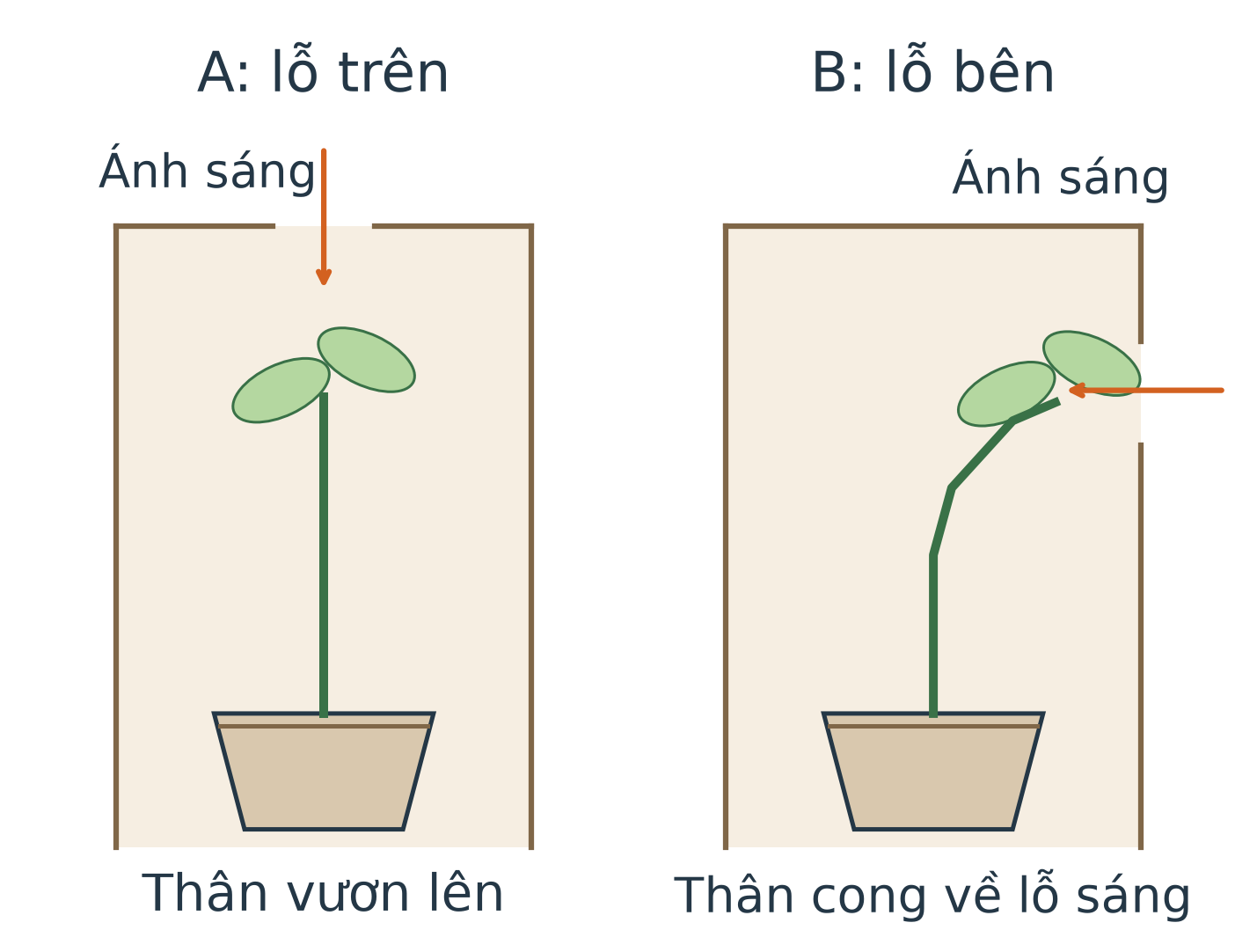 Hai mô hình hộp không đáy bao chậu cây: A có lỗ trên, ánh sáng đi xuống và thân vươn lên; B có lỗ bên phải, ánh sáng đi từ phải vào và phần thân non cong về phía phải. Mặt trước được lược bỏ để thấy cây.