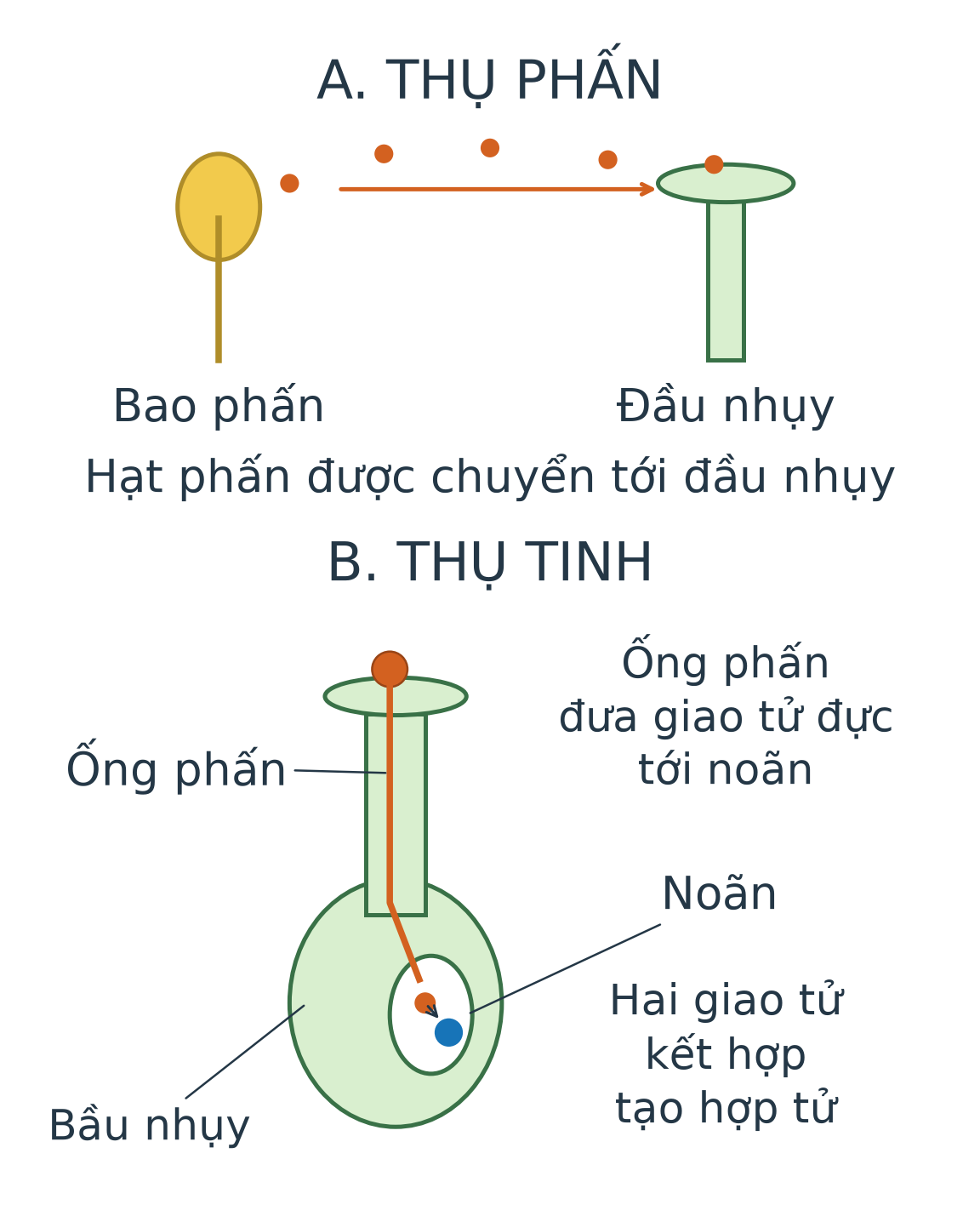 Hai mô hình: A hạt phấn từ bao phấn được chuyển tới đầu nhụy, chưa vẽ ống phấn; B hạt phấn nảy mầm, ống phấn đi qua vòi vào noãn trong bầu nhụy, giao tử đực kết hợp với giao tử cái tại noãn. Có nhãn tách thụ phấn và thụ tinh.