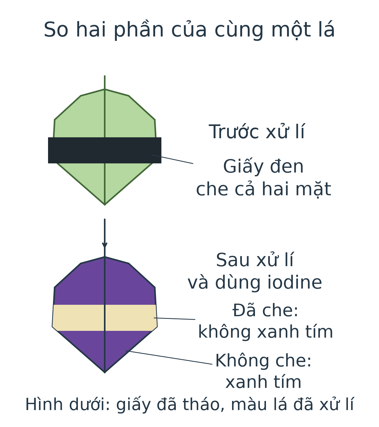 Hai hình cùng một lá: trước phép thử có một dải giấy đen ngang lá, hai phần còn lại nhận sáng; sau tháo giấy, tẩy màu và dùng iodine, hai phần từng nhận sáng màu xanh tím, dải từng bị che không xanh tím.