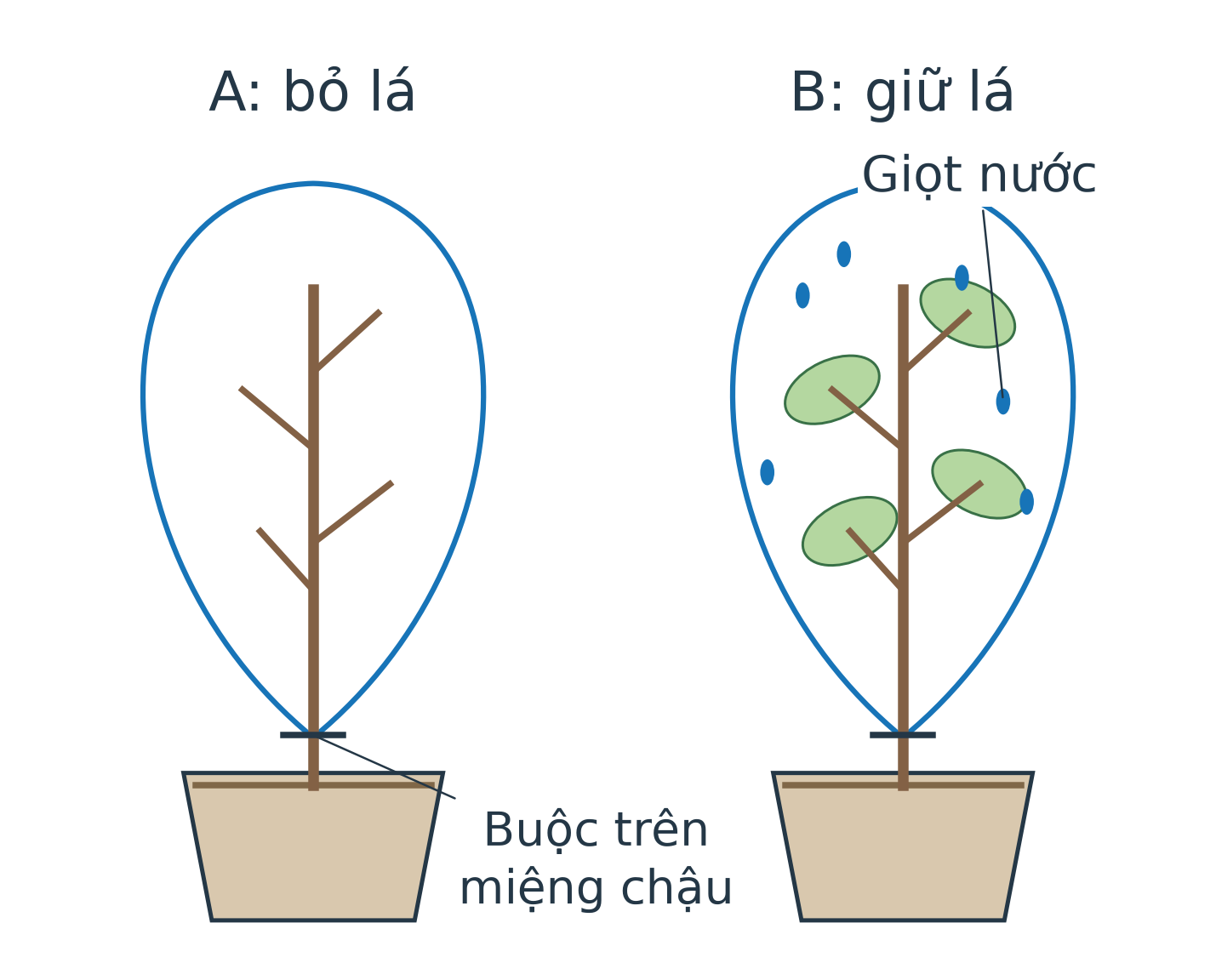 Hai cây trong chậu với túi trong suốt buộc quanh gốc, không bọc đất. A không còn lá, B còn lá. Mô hình sau theo dõi cho B có nhiều giọt ở mặt trong túi hơn A.