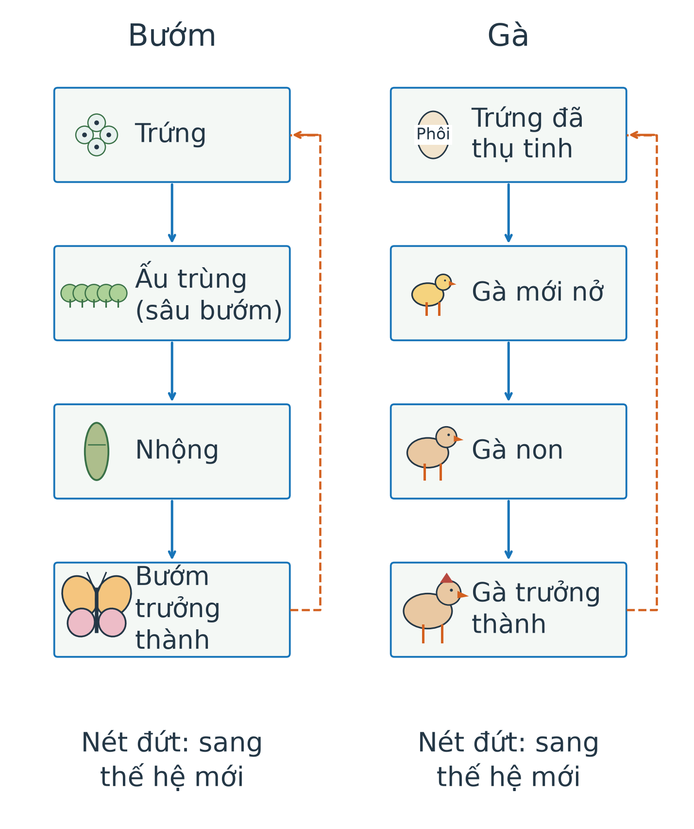 Hai cột sơ đồ: bướm từ trứng qua ấu trùng sâu bướm, nhộng, bướm trưởng thành; gà từ trứng đã thụ tinh có phôi qua gà mới nở, gà non, gà trưởng thành. Mũi tên nét đứt trở về trứng chỉ sự tạo thế hệ mới.