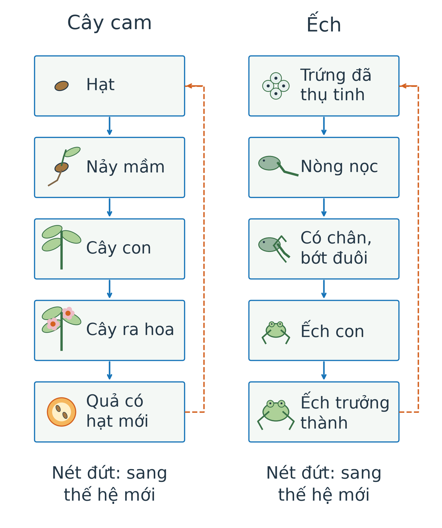 Hai cột sơ đồ từ trên xuống: cây cam gồm hạt, nảy mầm, cây con, cây trưởng thành ra hoa, quả có hạt mới; ếch gồm trứng đã thụ tinh, nòng nọc, nòng nọc có chân đuôi ngắn dần, ếch con, ếch trưởng thành. Mũi tên vòng nét đứt bên mỗi cột chỉ sang thế hệ mới.
