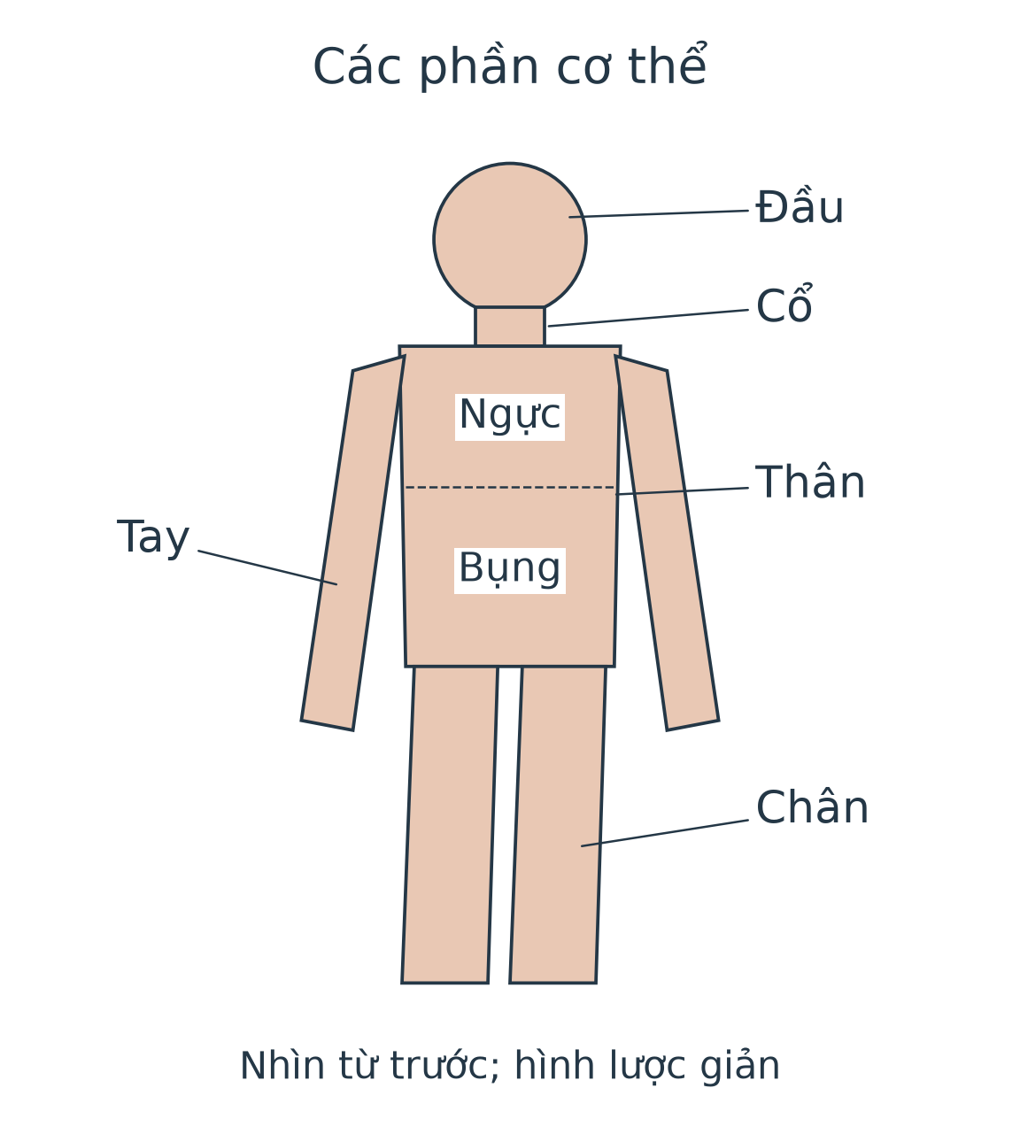 Hình người nhìn từ trước, nhãn đầu, cổ, thân, tay, chân chỉ vào từng phần; trong thân phân biệt ngực và bụng.