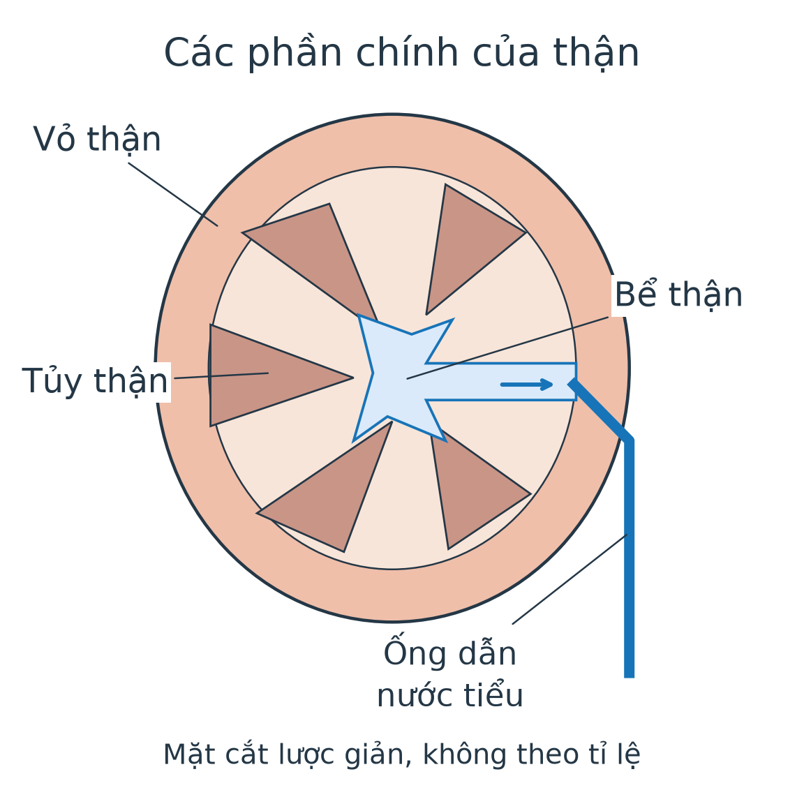 Mặt cắt thận lược giản có nhãn vỏ thận, tủy thận, bể thận và ống dẫn nước tiểu; mũi tên chỉ từ bể vào ống dẫn.