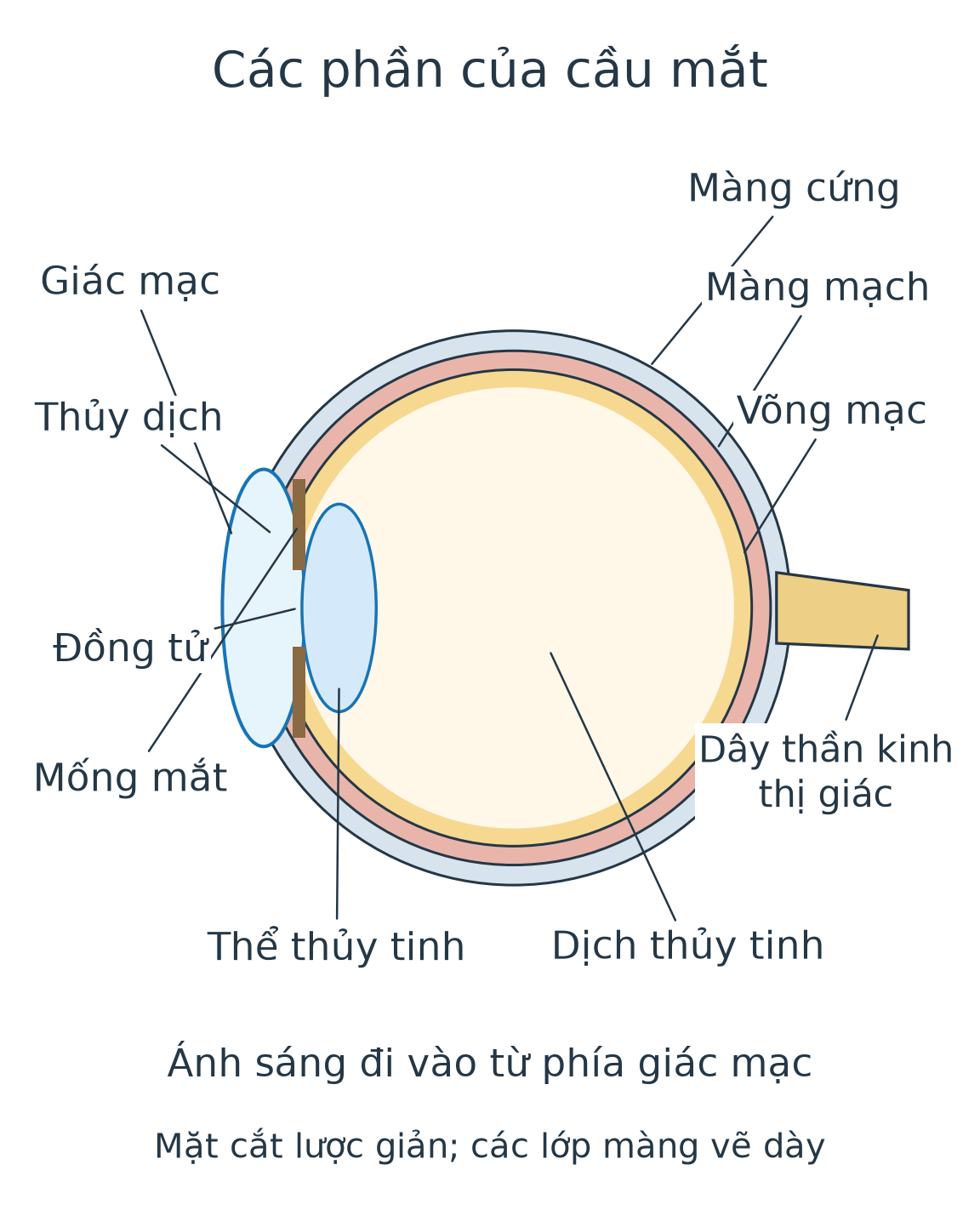 Mặt cắt mắt lược giản có giác mạc, thủy dịch, mống mắt, đồng tử, thể thủy tinh, dịch thủy tinh, ba lớp màng và dây thần kinh thị giác.