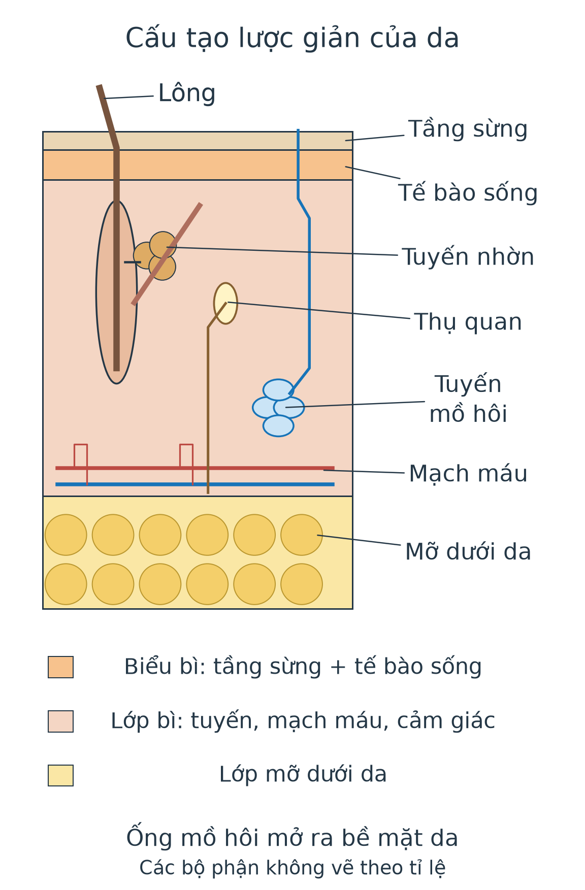 Sơ đồ da từ ngoài vào trong: biểu bì gồm tầng sừng và tế bào sống, lớp bì có nang lông, tuyến nhờn, mạch máu, thần kinh và tuyến mồ hôi nối ra bề mặt; bên dưới là lớp mỡ dưới da.