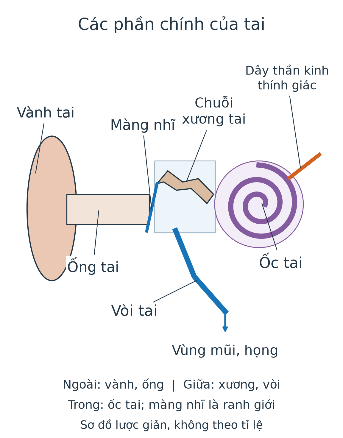 Sơ đồ tai có vành tai, ống tai, màng nhĩ, chuỗi xương tai, ốc tai, dây thần kinh thính giác và vòi tai nối tai giữa với vùng mũi họng.
