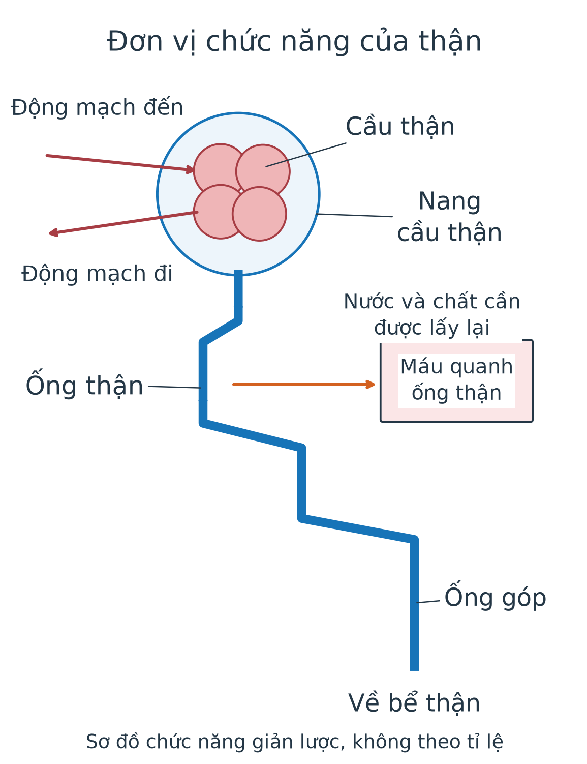 Sơ đồ cầu thận trong nang, động mạch đến và đi, ống thận rồi ống góp. Mũi tên phân biệt máu với dịch lọc, có chiều chất cần thiết trở lại máu.