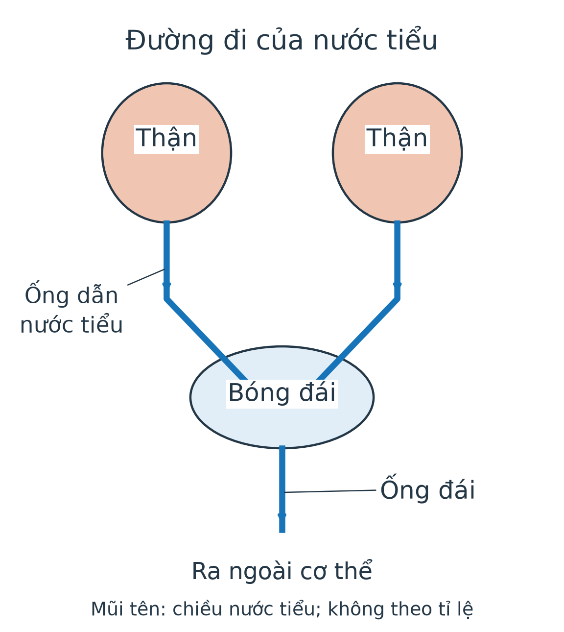 Hai thận nối với hai ống dẫn xuống bóng đái; từ bóng đái có một ống đái đi ra ngoài. Mũi tên chỉ chiều nước tiểu.
